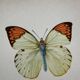 Old butterfly engraving botanical poster zoo litho decor