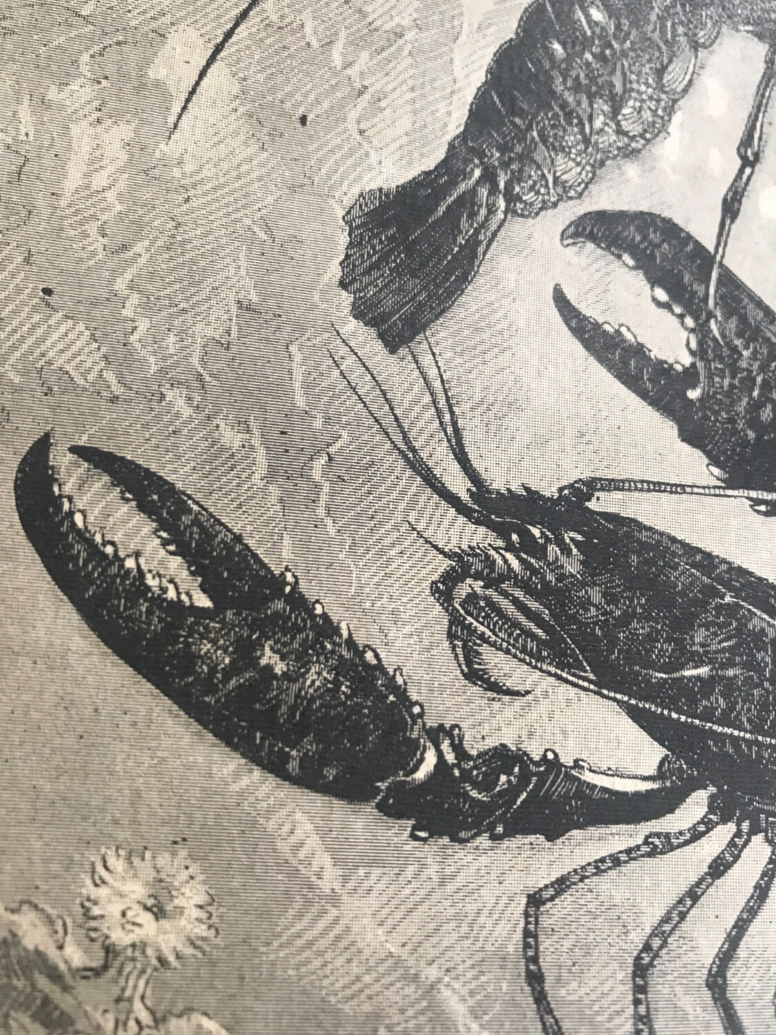 Original vintage engraving lobster and lobster