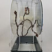 Cage à oiseaux sur pied vintage