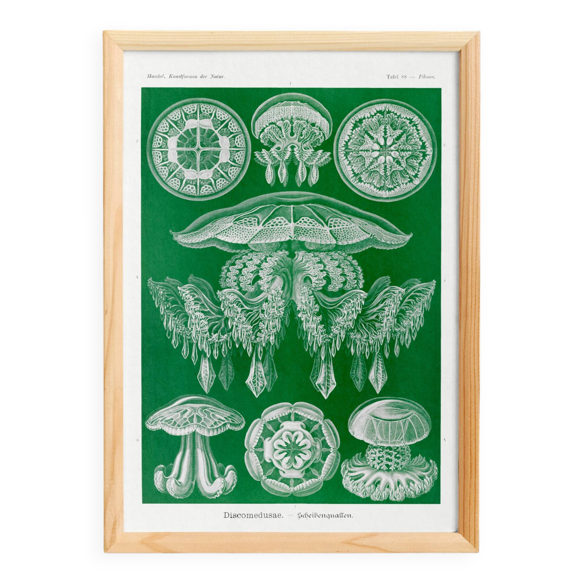 Poster about discoid jellyfish, based on an old lithograph