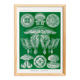 Poster about discoid jellyfish, based on an old lithograph