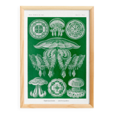 Poster about discoid jellyfish, based on an old lithograph