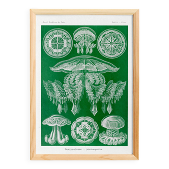 Poster about discoid jellyfish, based on an old lithograph