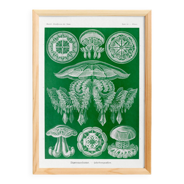 Poster about discoid jellyfish, based on an old lithograph