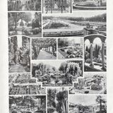 Illustration Millot "Jardins arbres d'ornement"