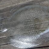12 assiettes plates Arcoroc vintage en verre transparent figurant un poisson