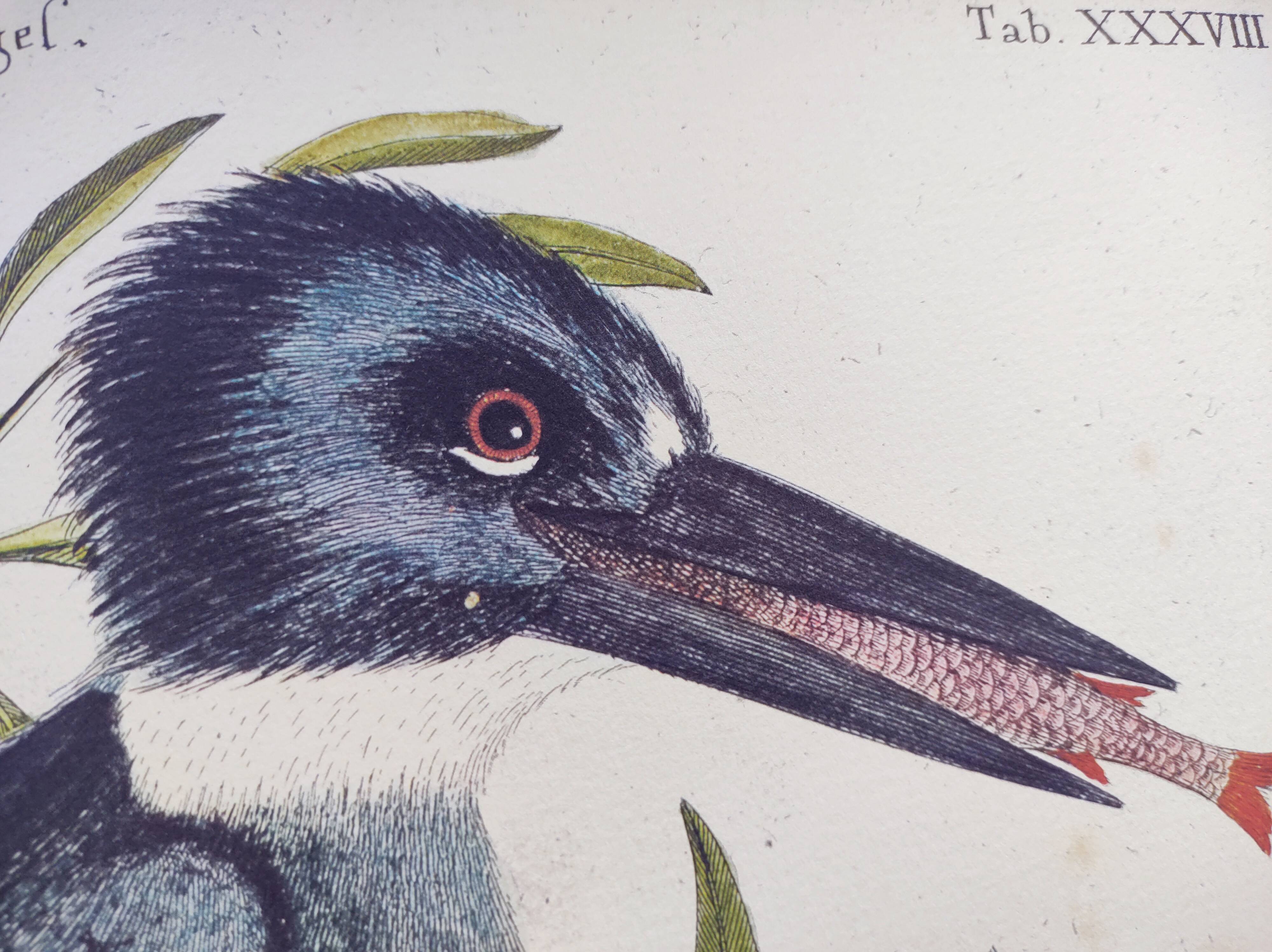 Old bird engraving -The Alcyon- Ornithological plate by Seligmann & Catesby. 1973