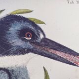 Old bird engraving -The Alcyon- Ornithological plate by Seligmann & Catesby. 1973