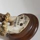 Scandinavian hunting trophy old 30 years