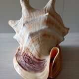 Blackcurrant shell cornuta