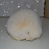 Cabinet of curiosity in white coral