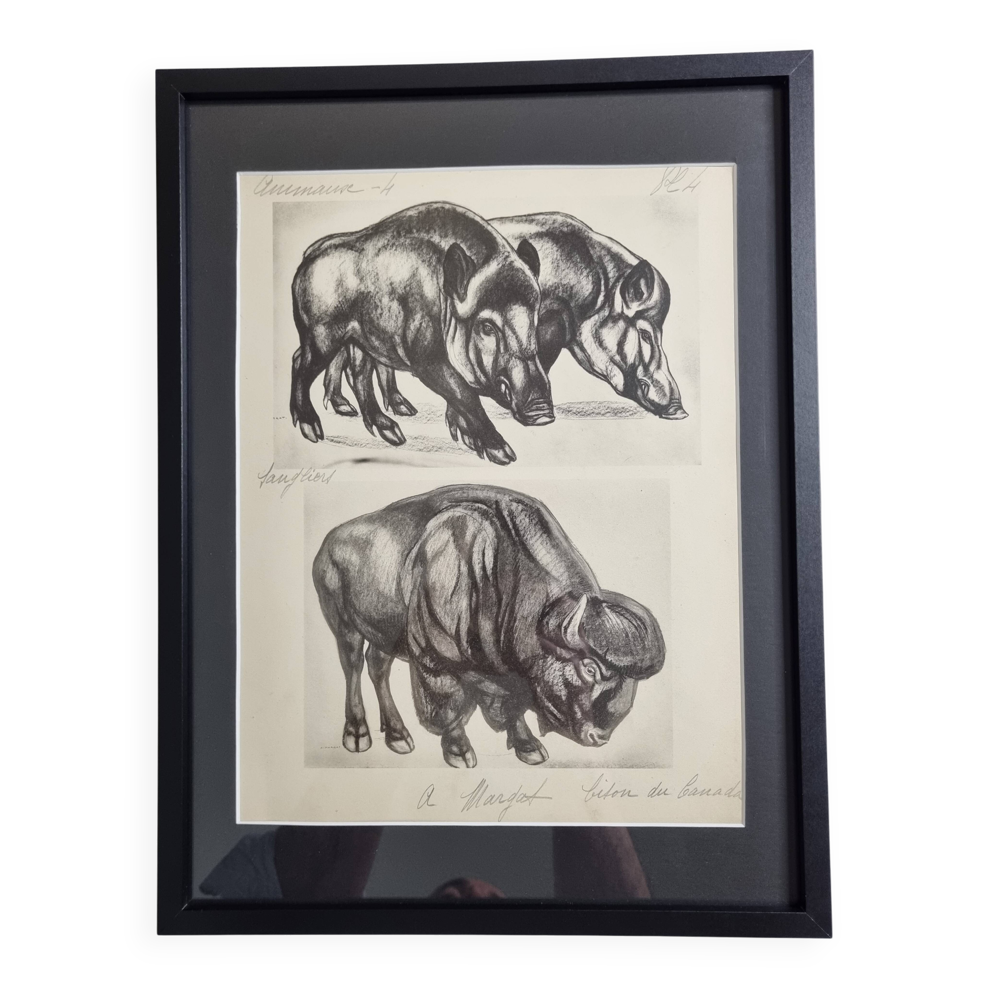 Illustrated plate, Studies of Wild Boars and Bison, Signed André Margat, 1930