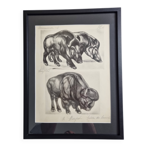 Planche illustrée, Études