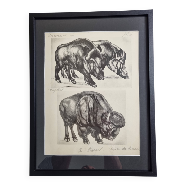 Planche illustrée, Études de Sangliers et Bison, Signée André Margat, 1930