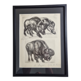 Illustrated plate, Studies of Wild Boars and Bison, Signed André Margat, 1930