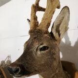 Deer trophy