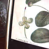 Affiche pharmaceutique encadrée