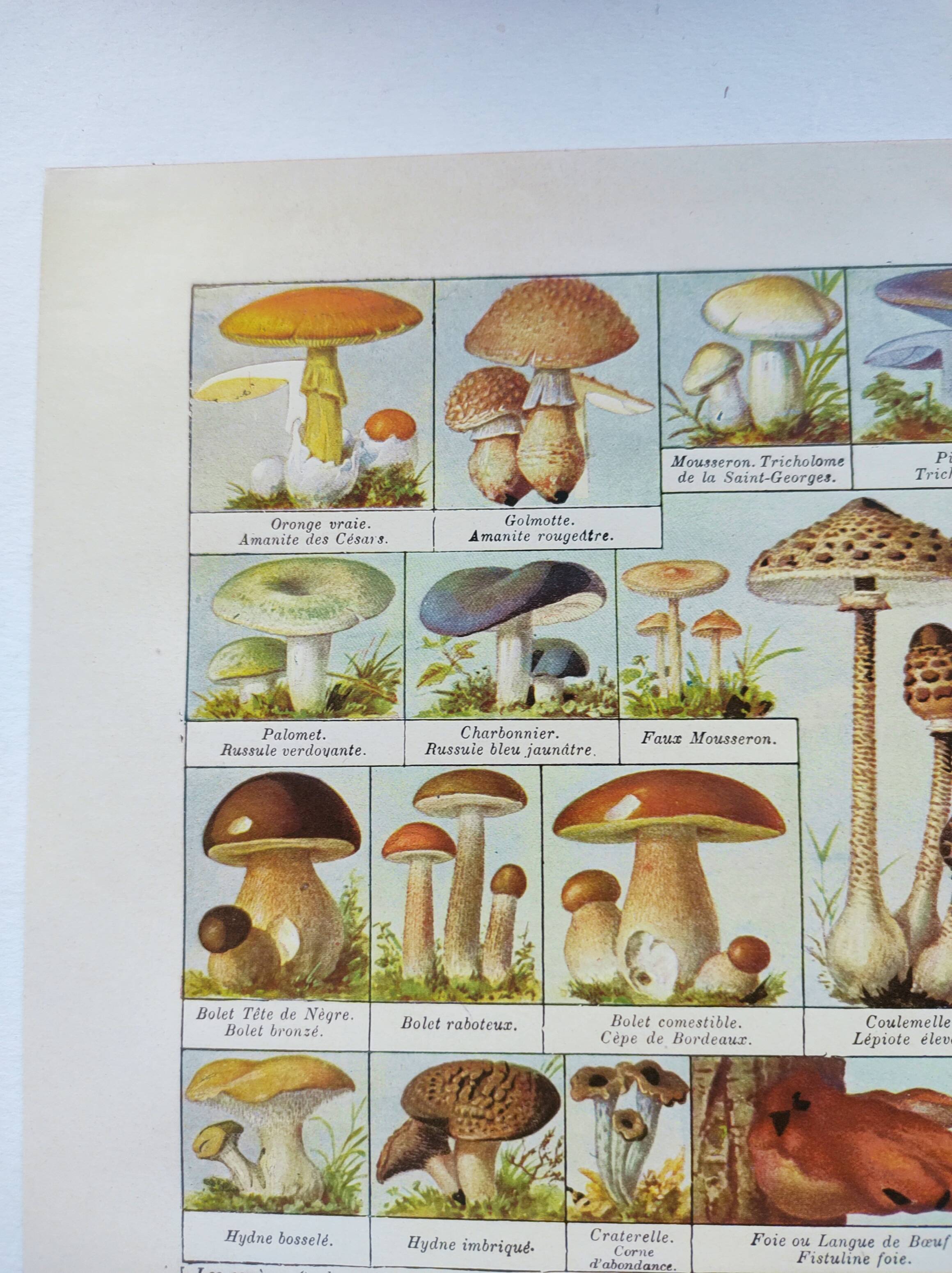 Old engraving from 1920 - Mushrooms - Original plate - mycology