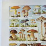 Old engraving from 1920 - Mushrooms - Original plate - mycology