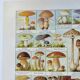Old engraving from 1920 - Mushrooms - Original plate - mycology