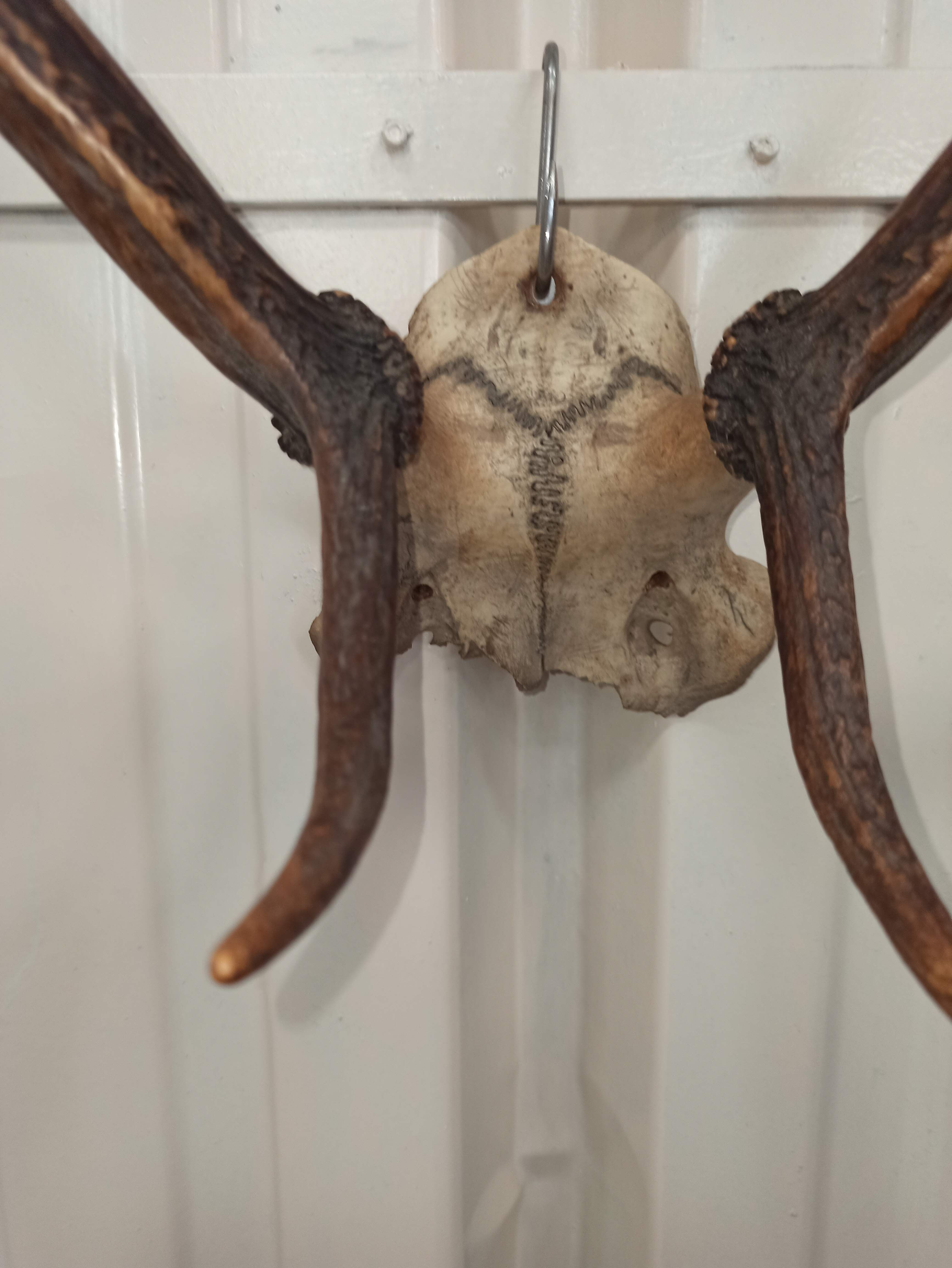 Trophée de chasse corne Cerf crâne