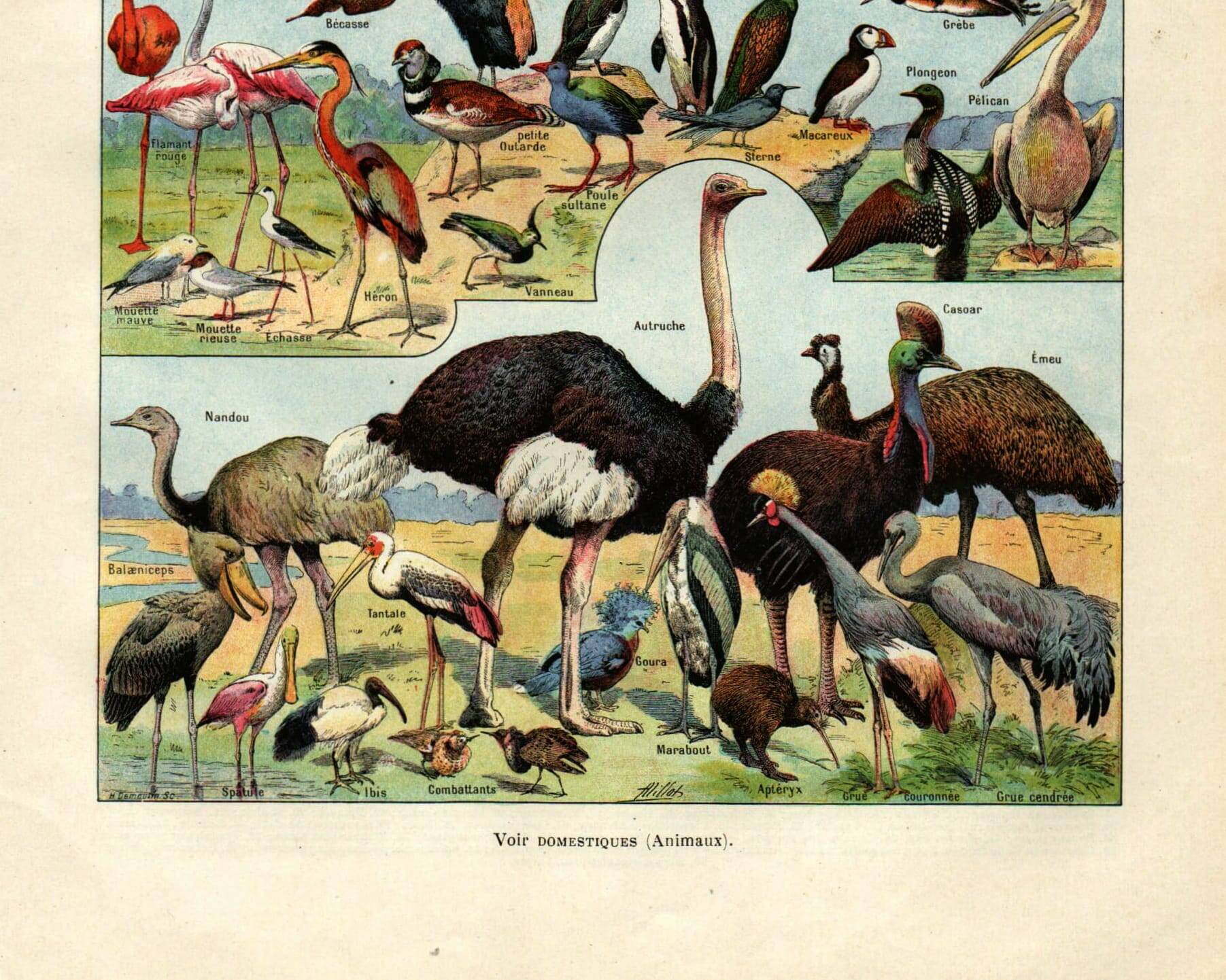 Gravure ancienne 1923 - Oiseaux par A. Millot. Planche flamand