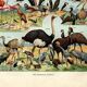 Gravure ancienne 1923 - Oiseaux par A. Millot. Planche flamand