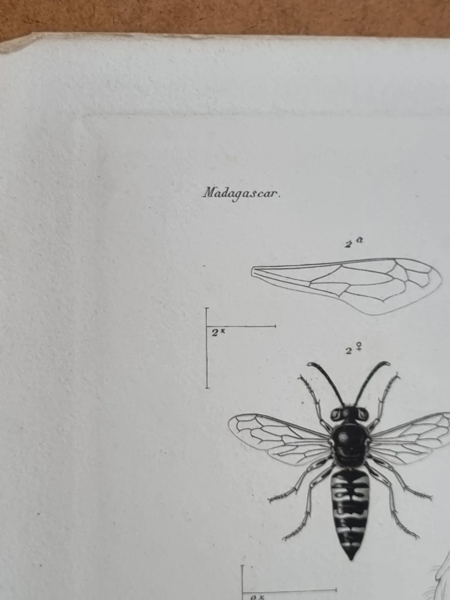 Entomological print wasps of Madagascar – Lebrun / Geny-Gros, late 19th c.