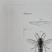 Entomological print wasps of Madagascar – Lebrun / Geny-Gros, late 19th c.