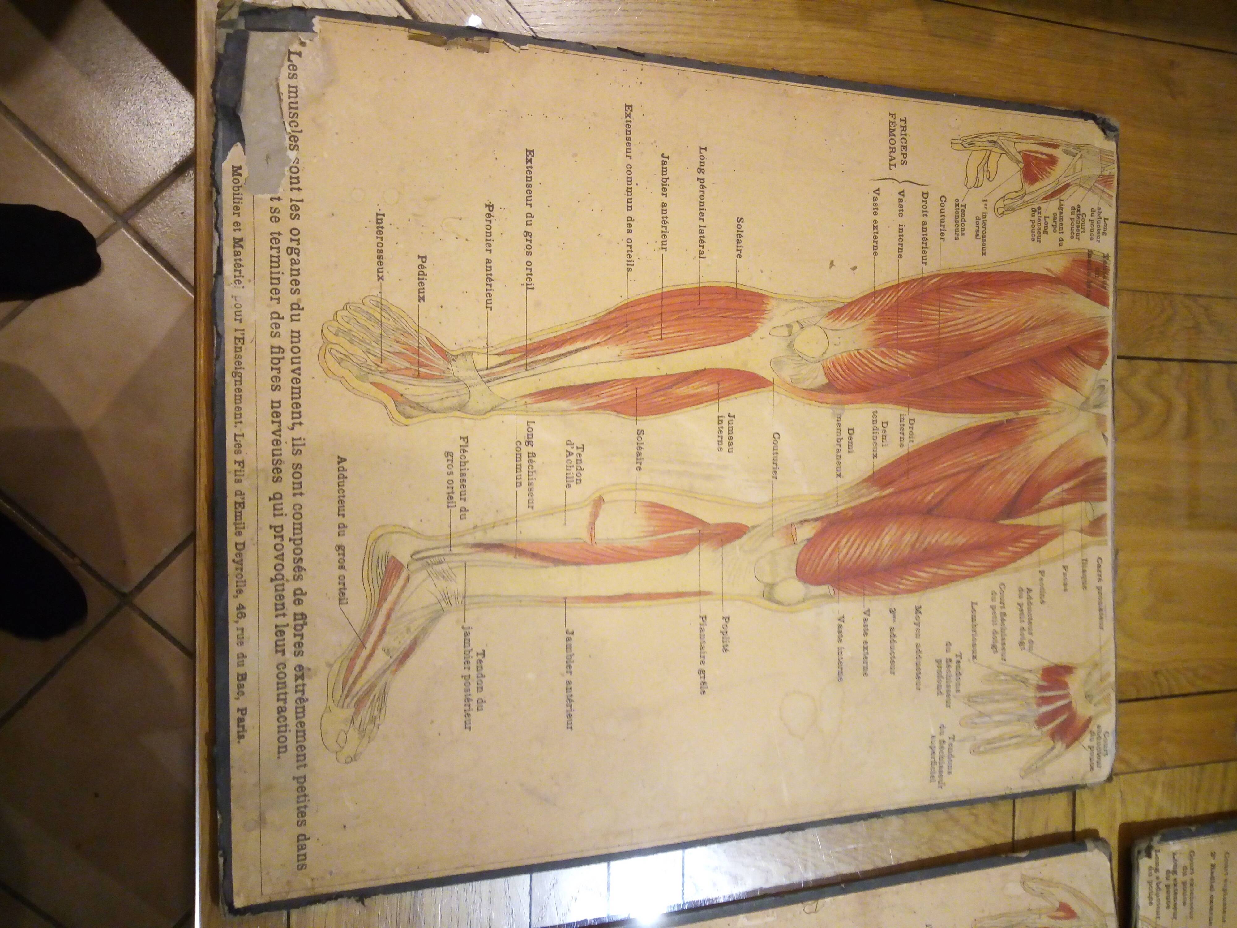 Series of anatomical boards