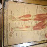 Series of anatomical boards