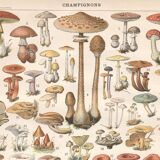 Lithograph plate of mushrooms 1900
