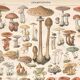 Lithograph plate of mushrooms 1900