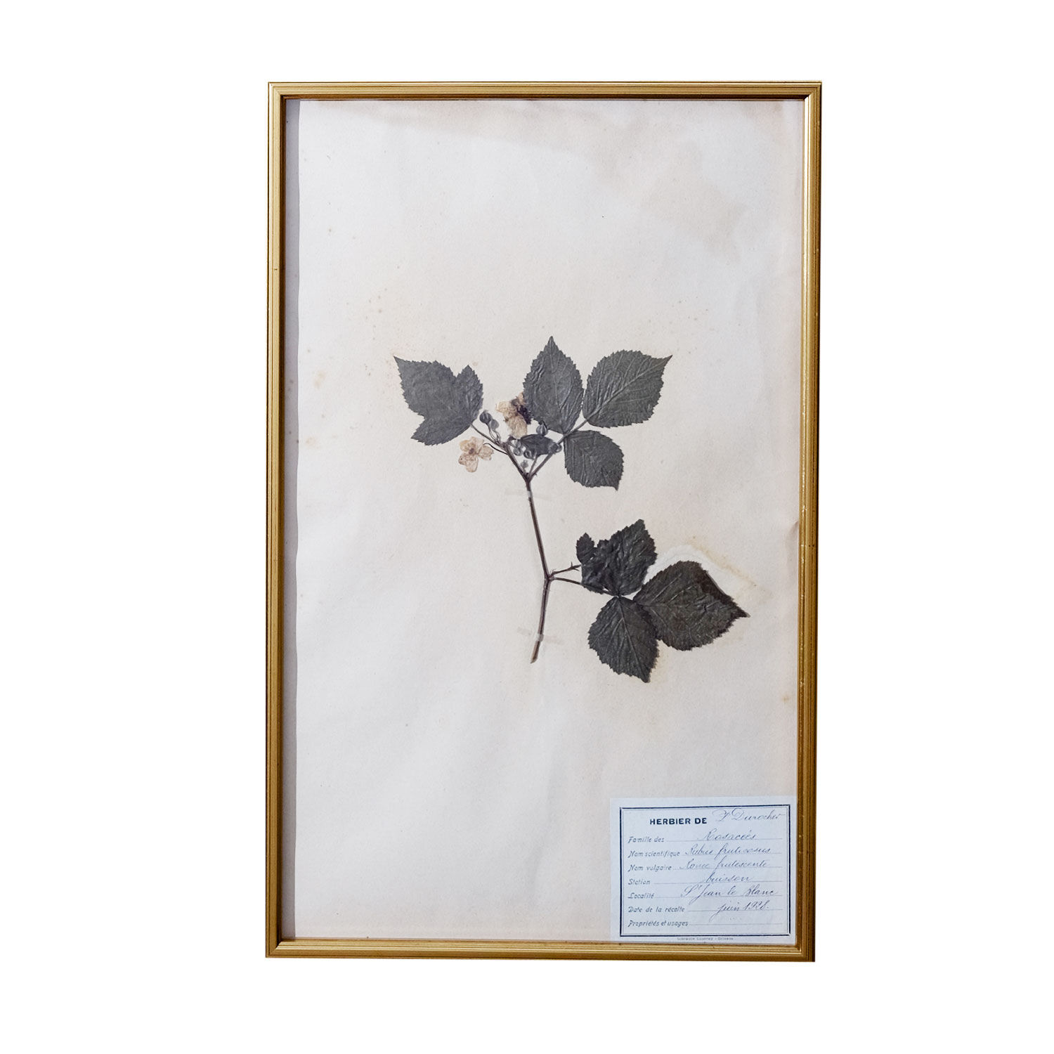 French Herbarium