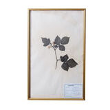 French Herbarium