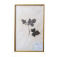 Herbier français