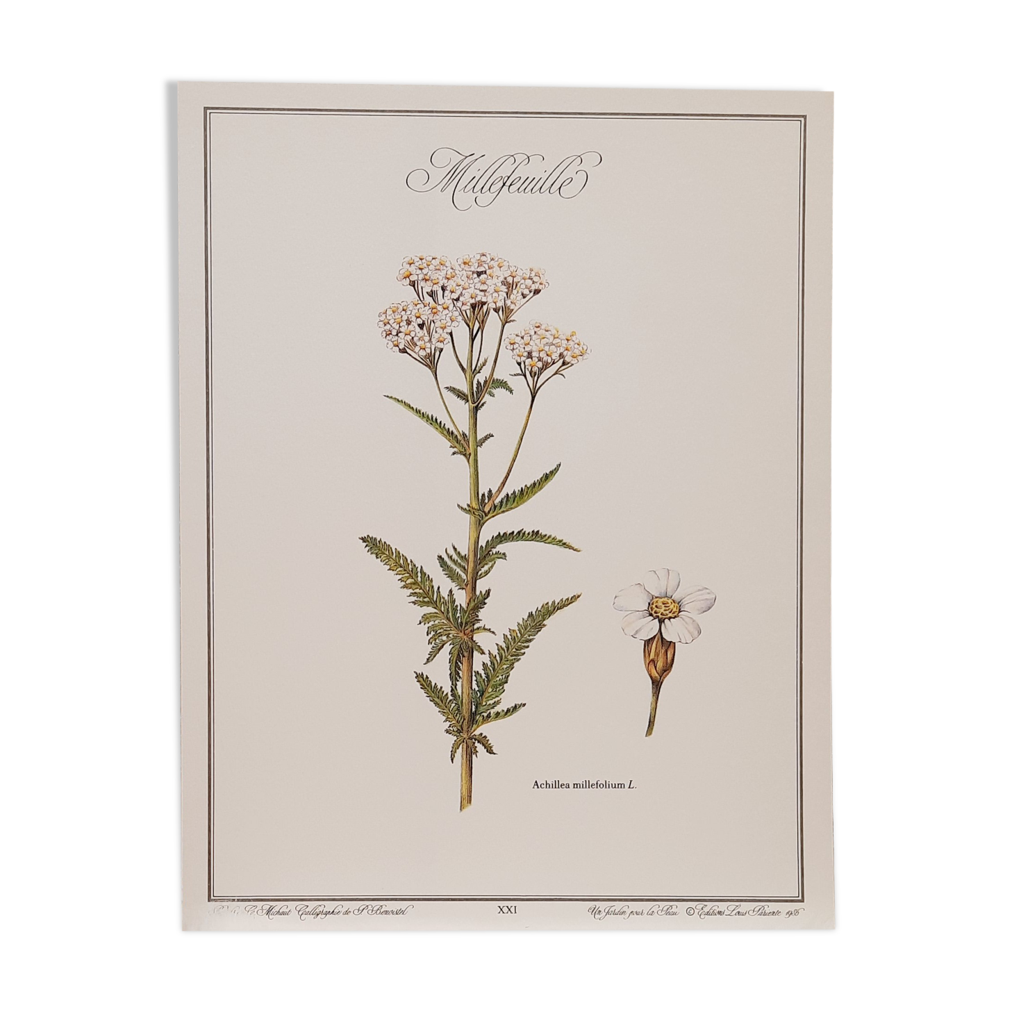 Planche botanique millefeuille