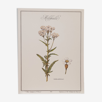 Botanical plate Millefeuille