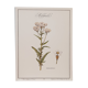 Planche botanique millefeuille