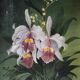 Painting of orchids, flowers, still life bouquet.