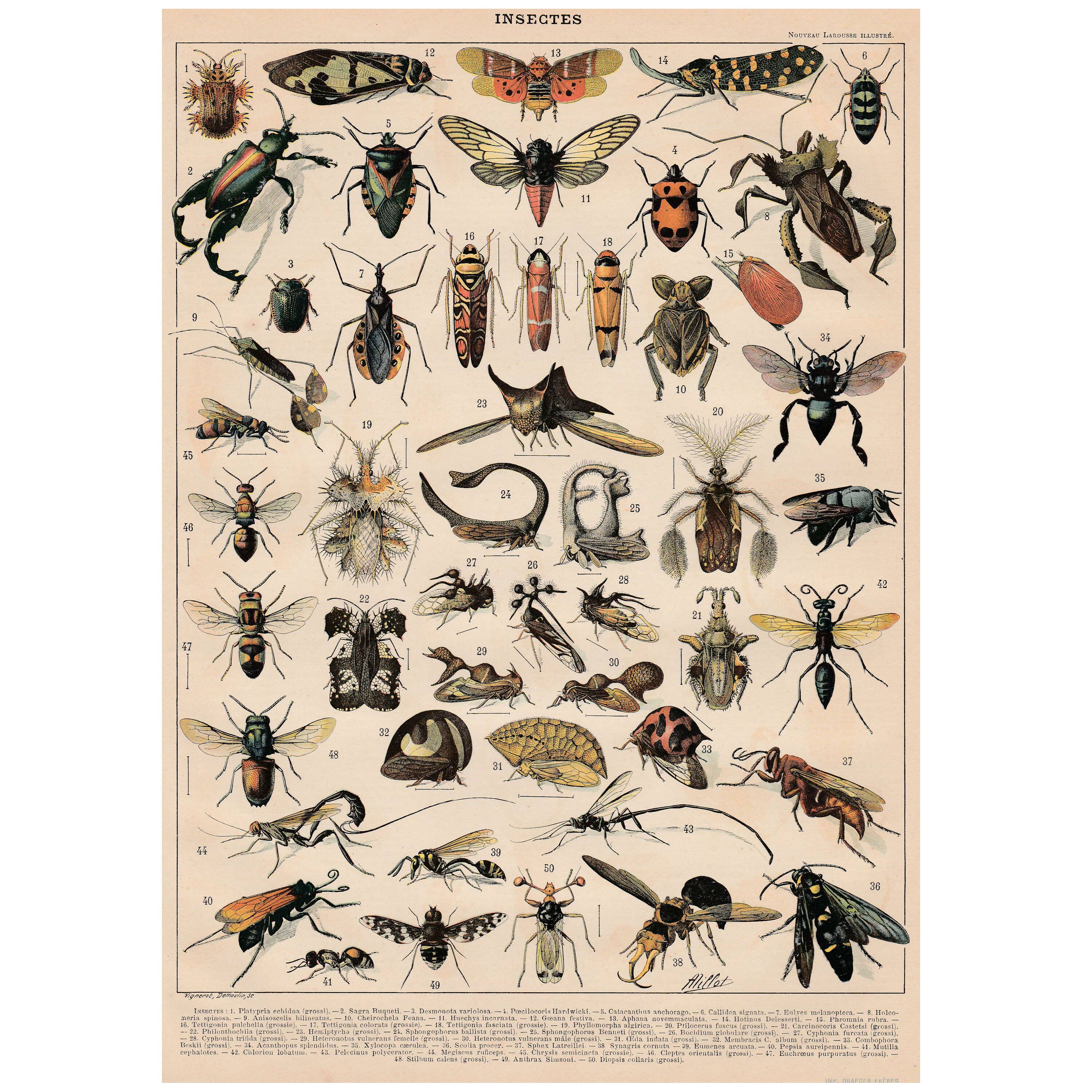 Old plate on insects 1897