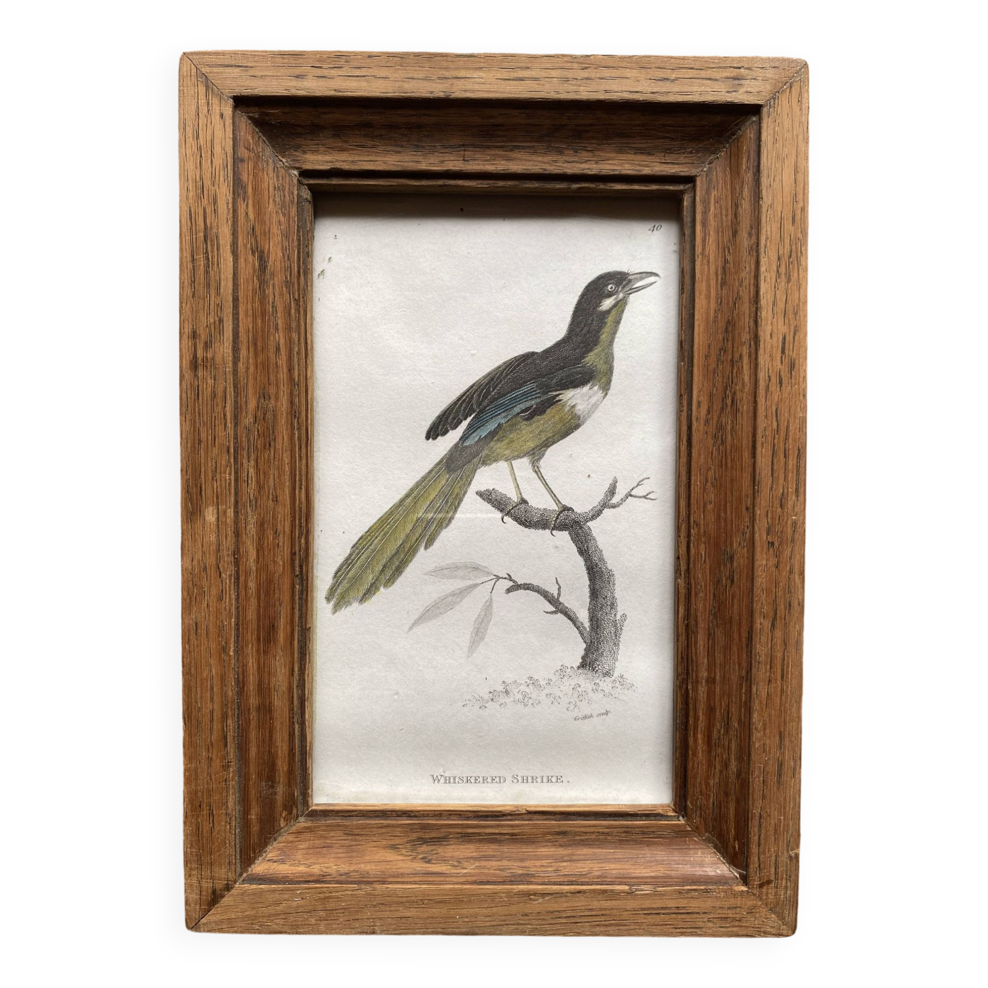 Gravure 19e, cadre bois vitré