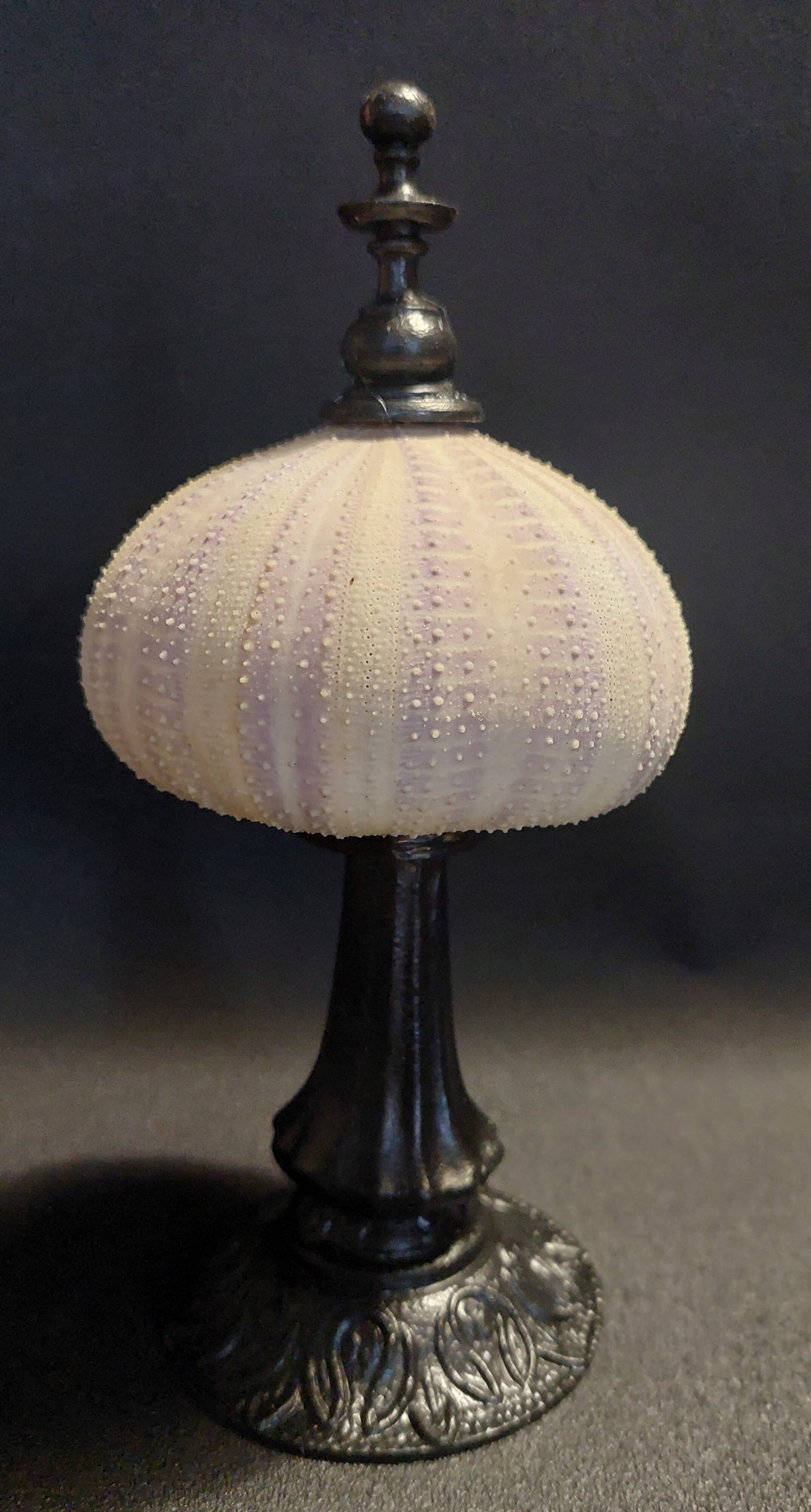 Cabinet of Curiosities sea urchin priest's bonnet tripneustes gratilla on a pedestal