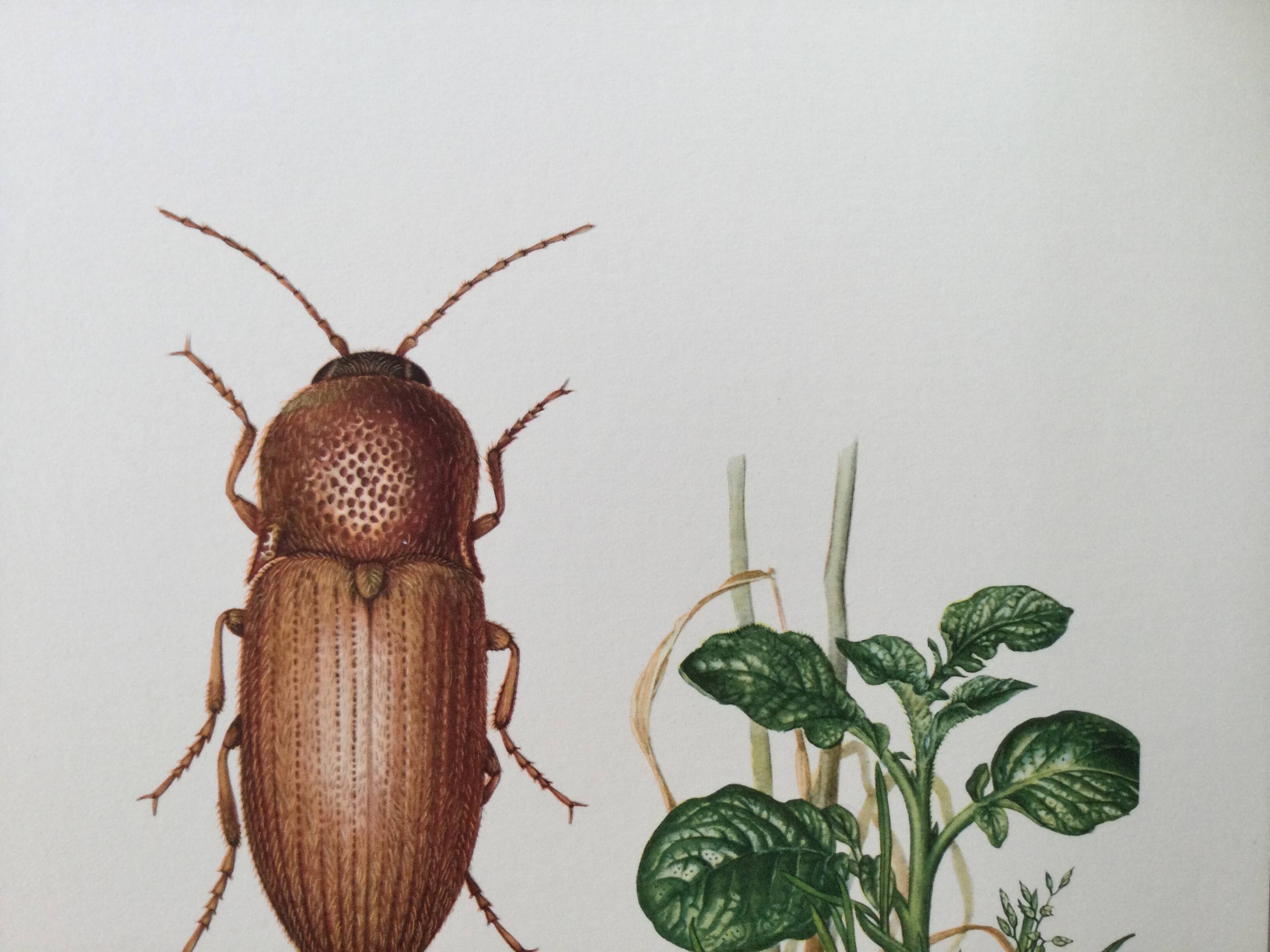 Vintage insect print, Original plate 1969.
