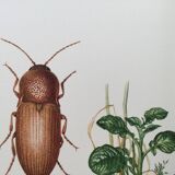 Vintage insect print, Original plate 1969.