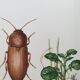 Impression insectes, planche originale 1969