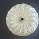 Mid Century clear glass si wall sconce lamp