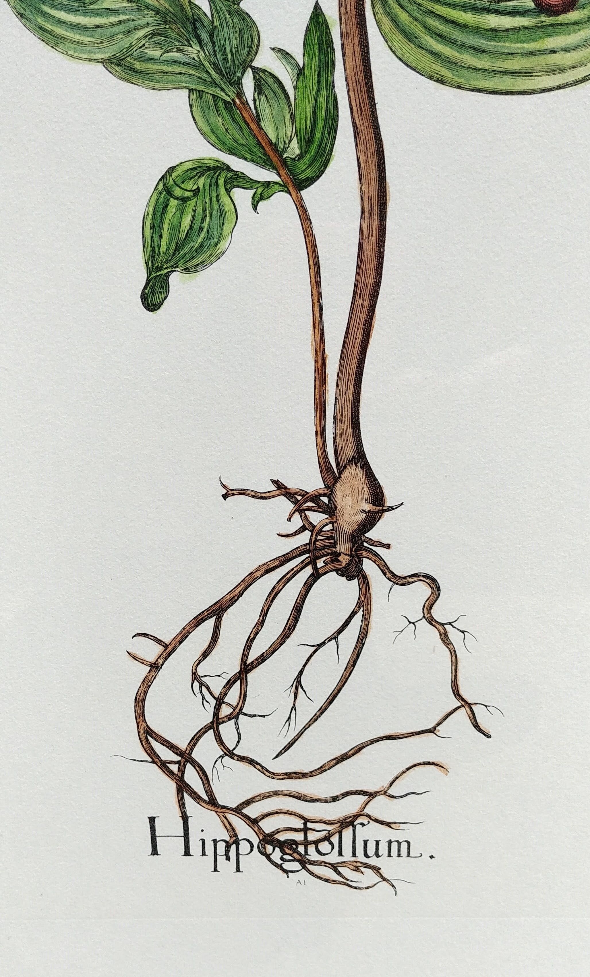 Botanical board