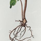 Botanical board