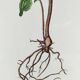 Botanical board